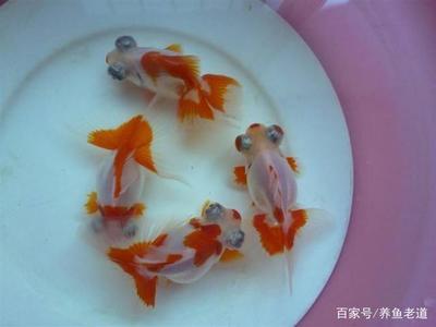 龍魚怎么培養前窄后寬的體型（龍魚怎么培養前窄后寬的體型圖片）
