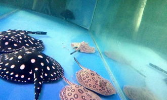 創(chuàng)寧加熱棒和森森加熱棒哪個(gè)好一點(diǎn)(創(chuàng)寧加熱棒有假貨嗎) 創(chuàng)寧加熱棒和森森加熱棒哪個(gè)好一點(diǎn)(創(chuàng)寧加熱棒有假貨嗎) 創(chuàng)寧水族 第2張