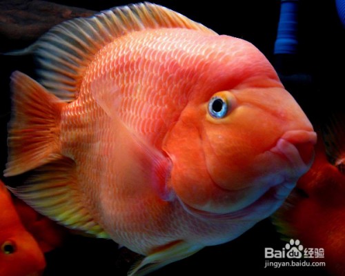 老魚匠極光殺菌燈使用視頻(老漁匠殺菌燈沒反應(yīng))