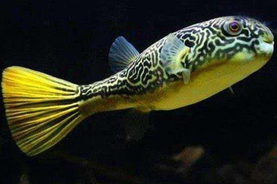 七彩雷龍魚吃飼料嗎 七彩雷龍魚苗吃什么