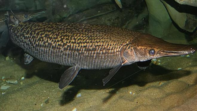 老魚匠氧氣泵拆解視頻教學：yee氧氣泵拆卸