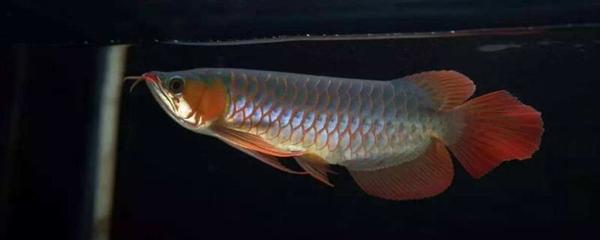 魚缸石頭底下墊什么 魚缸底部鋪小石頭好不好