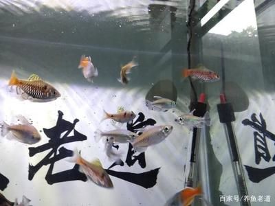 觀賞魚那些好養（觀賞魚的養護技巧）