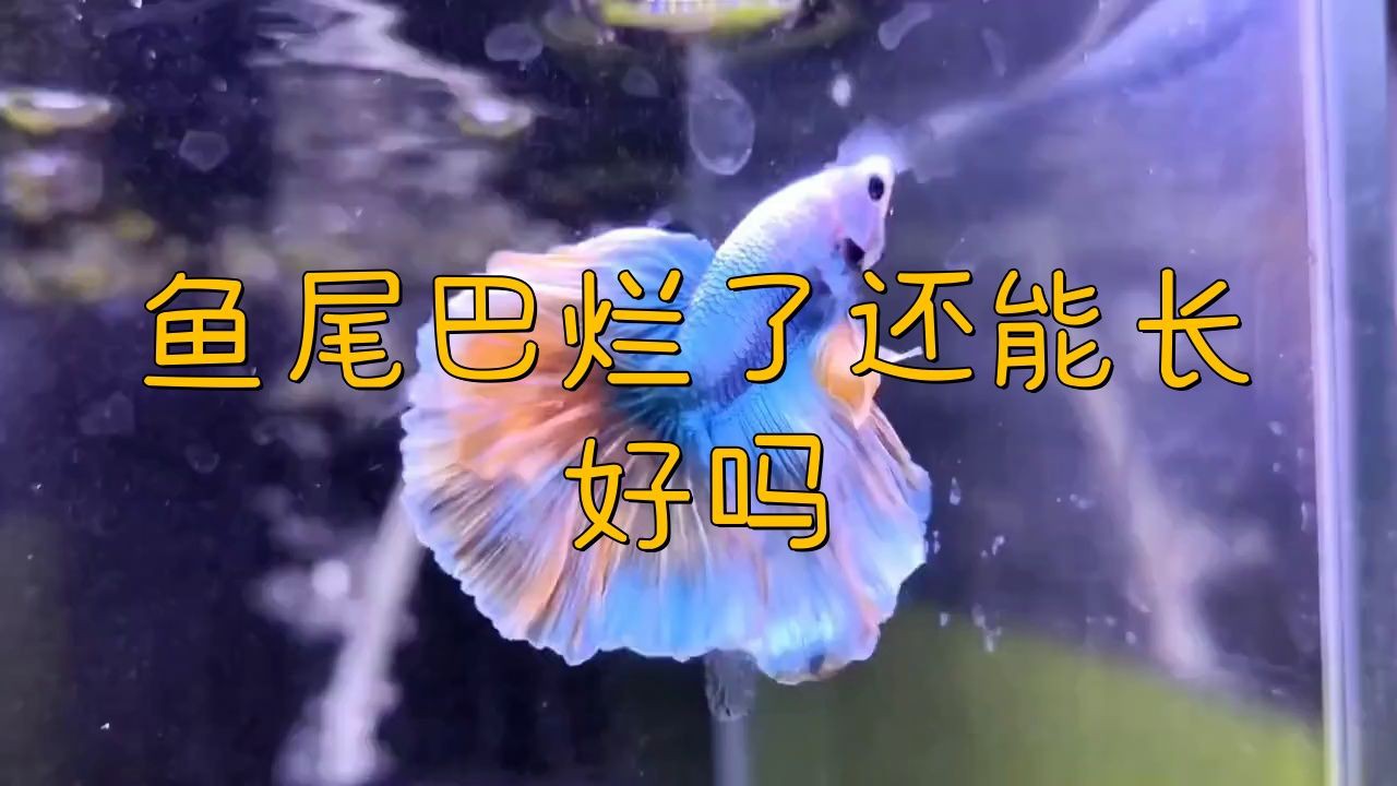 魚爛尾巴需要多久才能恢復，觀賞魚爛尾多久能長回來犬弟dm金魚尾巴爛了還能長好嗎