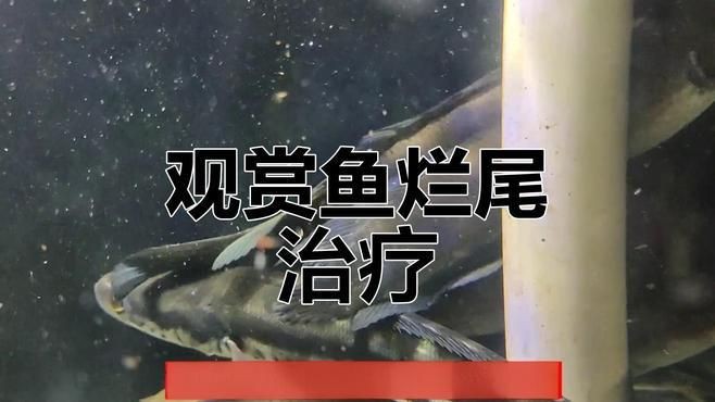 魚爛尾巴需要多久才能恢復，觀賞魚爛尾多久能長回來犬弟dm金魚尾巴爛了還能長好嗎