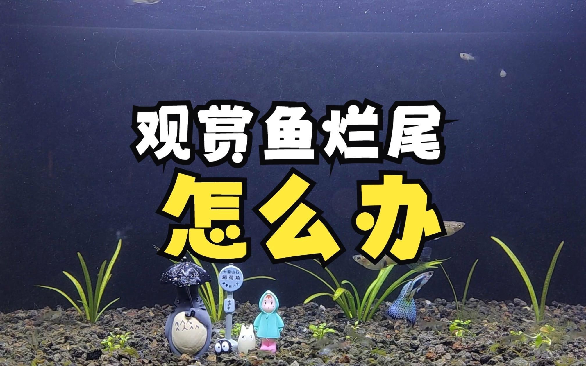 魚爛尾巴需要多久才能恢復，觀賞魚爛尾多久能長回來犬弟dm金魚尾巴爛了還能長好嗎