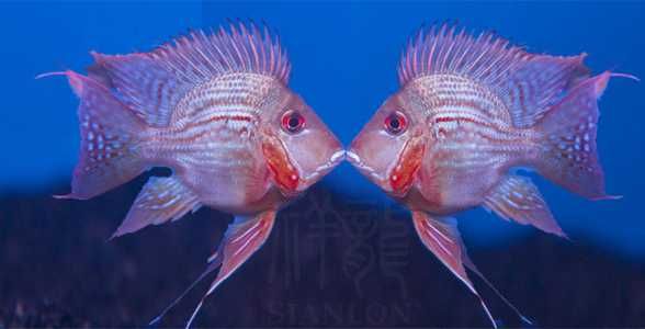 國產元寶鳳凰和進口元寶鳳凰哪個好一點：國產元寶鳳凰和進口元寶鳳凰哪個好