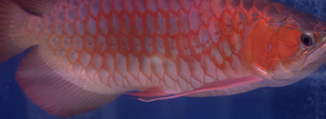 成都定制魚缸哪家好一點兒（ 成都市魚缸生產在什么地方）