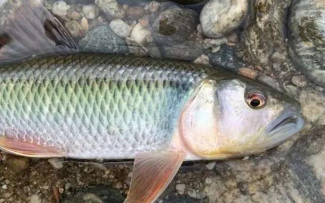 交叉感染后龍魚會自愈嗎？，交叉感染后的龍魚會自愈嗎？