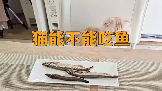 貓吃生魚還是熟魚好，《貓吃生魚還是熟魚好》關于貓咪食用生魚與熟魚的選擇一直存在爭議