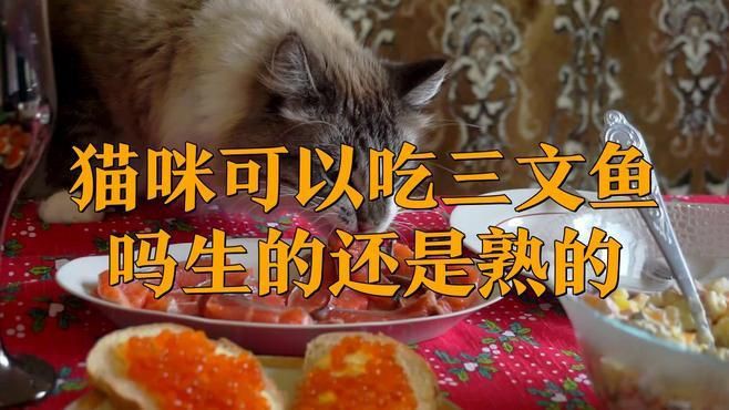 貓吃生魚還是熟魚好，《貓吃生魚還是熟魚好》關于貓咪食用生魚與熟魚的選擇一直存在爭議