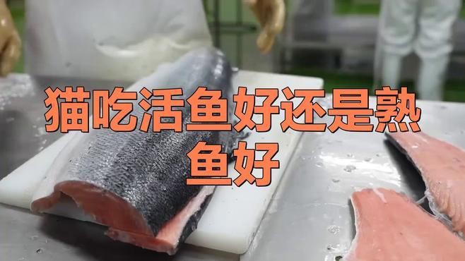 貓吃生魚還是熟魚好，《貓吃生魚還是熟魚好》關(guān)于貓咪食用生魚與熟魚的選擇一直存在爭議