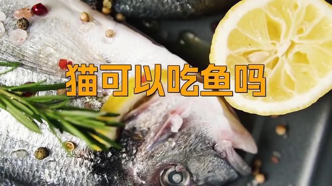貓吃生魚還是熟魚好，《貓吃生魚還是熟魚好》關于貓咪食用生魚與熟魚的選擇一直存在爭議