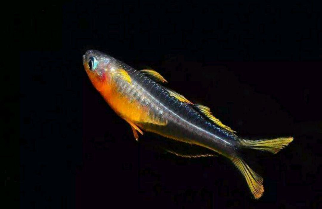 觀賞魚寄快遞安全嗎多少錢（如何選擇適合觀賞魚的快遞公司）