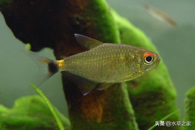 直流充氧泵哪個牌子好一點（交直流增氧泵哪個好）