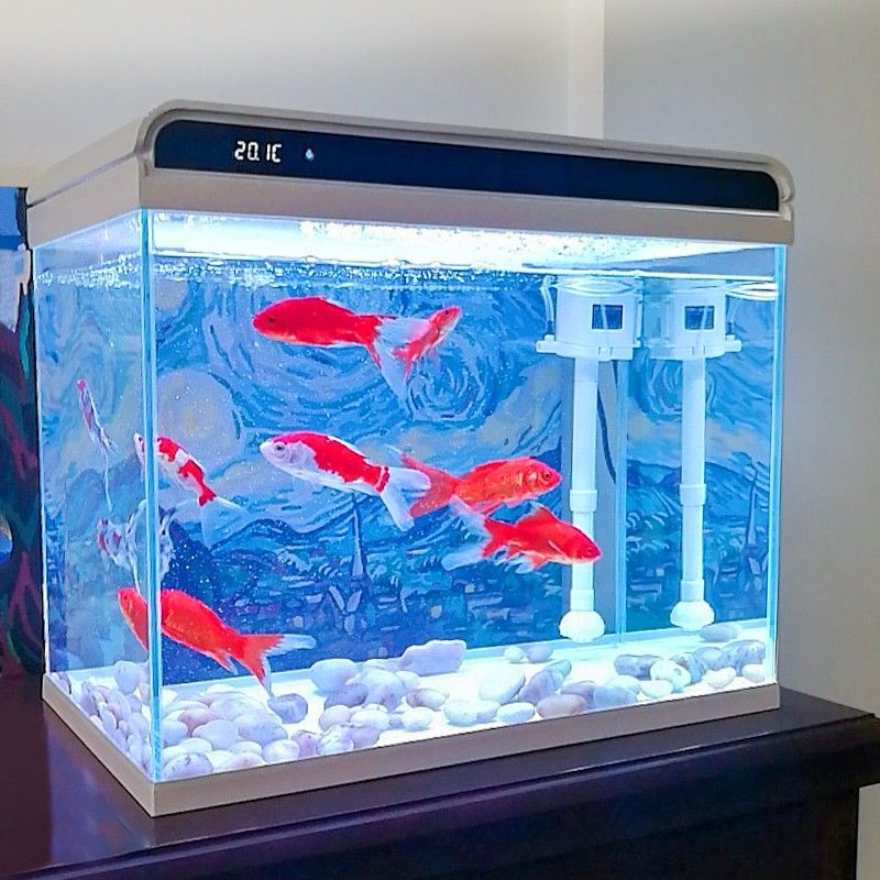 客廳放個小金魚缸好嗎，客廳金魚缸裝飾搭配金魚缸日常養護指南