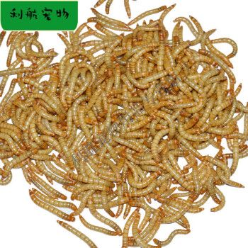 金龍魚下黃粉：金龍魚下黃粉的注意事項