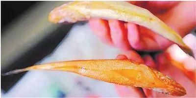 金龍魚下黃粉：金龍魚下黃粉的注意事項