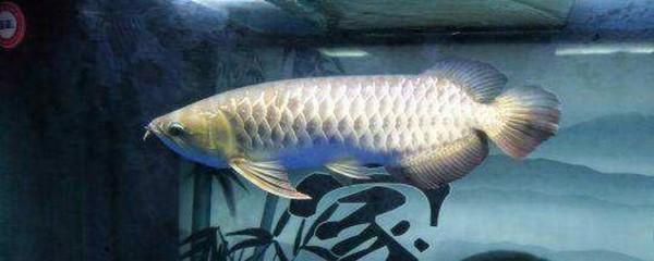 武昌魚魚缸能養(yǎng)嗎有毒嗎視頻講解(武昌魚好不好養(yǎng))