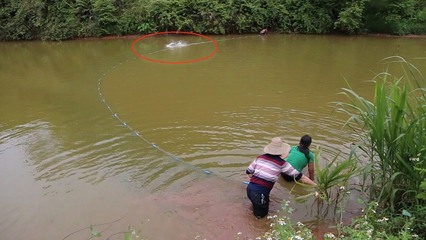 20cm元寶鳳凰魚（元寶鳳凰魚圖片）