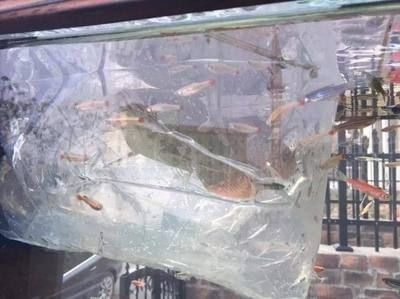 幫我觀賞魚（觀賞魚的種類和特點） 幫我觀賞魚（觀賞魚的種類和特點） 元寶鳳凰魚百科 第2張