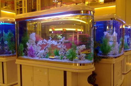 水族館加盟條件及費(fèi)用標(biāo)準(zhǔn)表格圖片（水族館加盟條件及費(fèi)用標(biāo)準(zhǔn)） 水族館加盟條件及費(fèi)用標(biāo)準(zhǔn)表格圖片（水族館加盟條件及費(fèi)用標(biāo)準(zhǔn)） 水族館百科（水族館加盟） 第1張