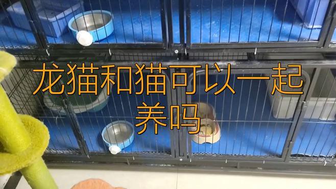 哪種類型的貓與龍貓共養(yǎng)最成功？，龍貓和貓可以一起養(yǎng)嗎