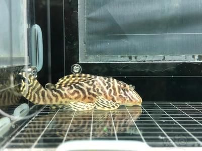 溫州魚缸加工廠家地址及電話多少（ 溫州魚缸加工廠家地址及電話多少啊） 溫州魚缸加工廠家地址及電話多少（ 溫州魚缸加工廠家地址及電話多少?。?馬印水族 第2張