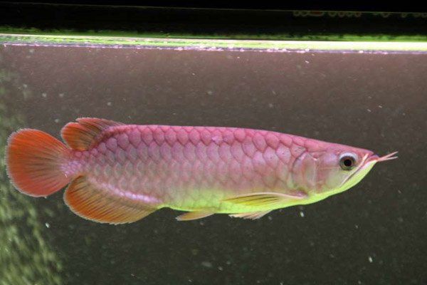 號半紅龍16公分長啥樣的，zili號半紅龍可以深色飼養嗎號半紅龍成體顏色會變化嗎