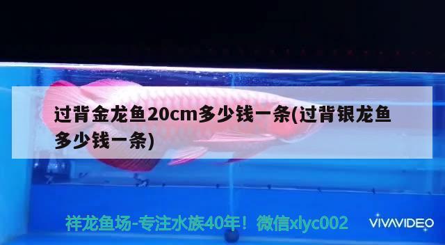 過背金龍魚20cm多少錢一條(過背銀龍魚多少錢一條)
