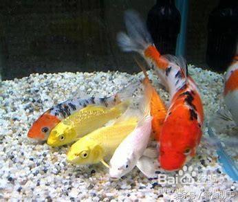老魚匠和森森比哪個好(老魚匠和森森增氧泵哪個好) 老魚匠和森森比哪個好(老魚匠和森森增氧泵哪個好) 老魚匠 第1張