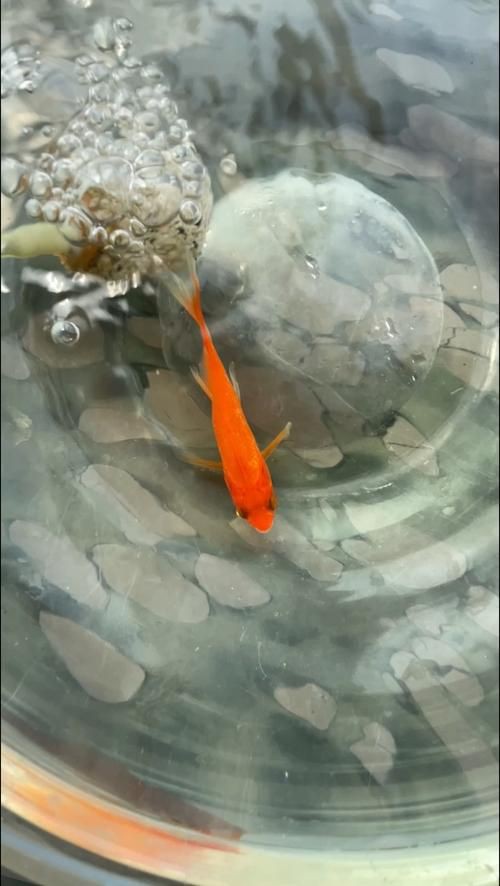 提供幾張金魚爛尾巴潰爛的圖片，如果你的魚也這樣,該怎么辦