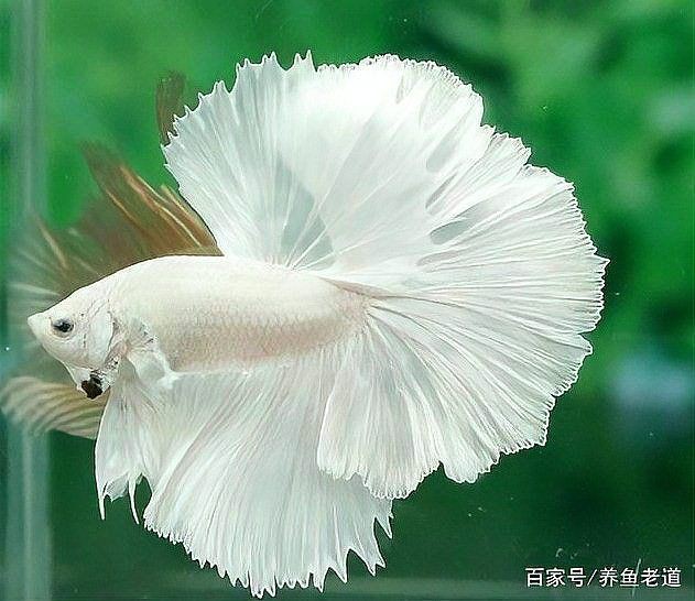 提供幾張金魚爛尾巴潰爛的圖片，如果你的魚也這樣,該怎么辦