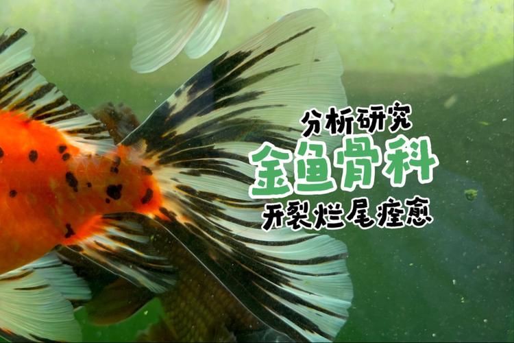 提供幾張金魚爛尾巴潰爛的圖片，如果你的魚也這樣,該怎么辦