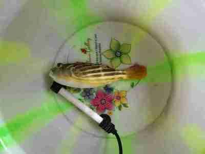 新加坡龍魚網站仟湖龍魚工業