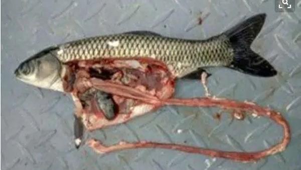 魚腸炎的癥狀有哪些？，吉印水族世界魚腸道發炎癥狀及應對方法及應對方法