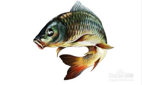 集寧二手魚缸市場地址電話（ 集寧舊貨收購電話）