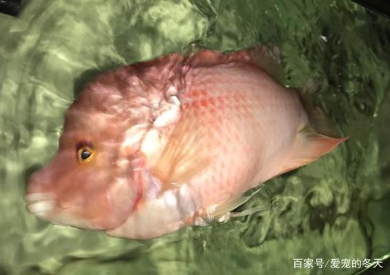 郭富城說咖啡要喝兩杯(郭富城一定要喝咖啡)