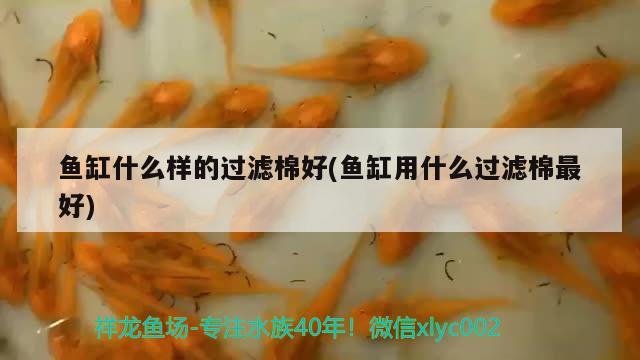 黃金貓魚圖片高清圖大全圖：黃金貓魚圖片高清圖大全圖解