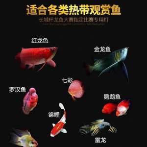 馬印神燈照錦鯉怎么樣：馬印神燈在照耀錦鯉方面表現(xiàn)出一定的優(yōu)勢(shì)