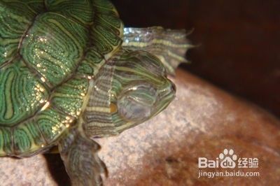 鴨嘴魚飼養(yǎng)技術介紹 鴨嘴魚飼養(yǎng)技術介紹 錦鯉魚百科 第2張