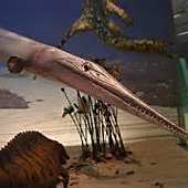 古龍魚有哪些種類？，古龍魚中哪種最稀有，古龍魚化石如何保存