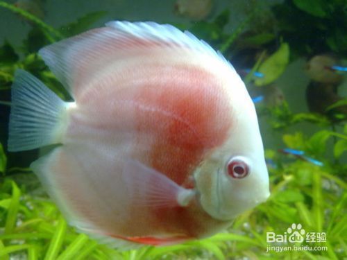 老魚匠殺菌燈使用說明書圖片大全(老魚匠的燈怎么樣)