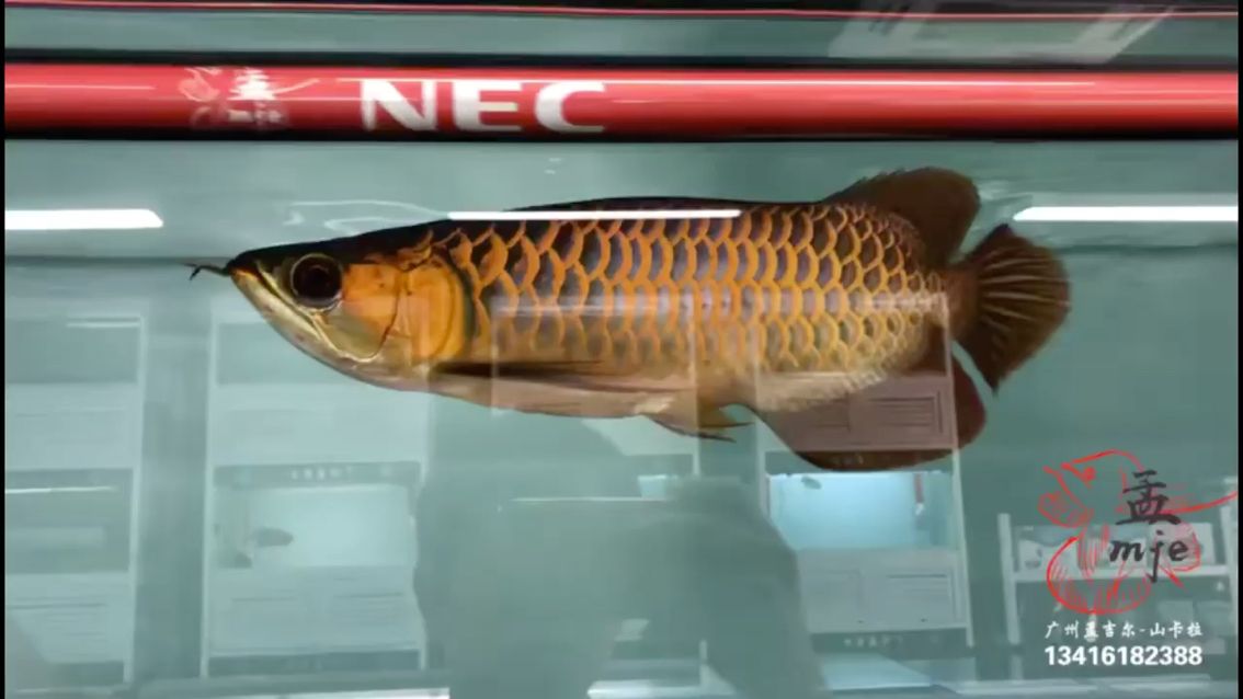 衡水觀賞魚市場孟吉爾～萬吉外星人