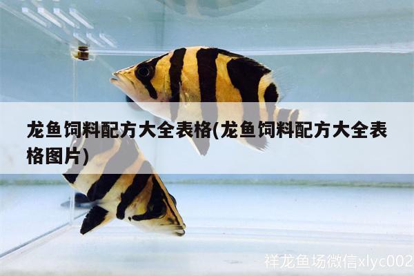 龍魚的發色過程圖解