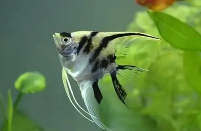 包頭觀賞魚市場孟吉爾～萬吉養不兜的嘴