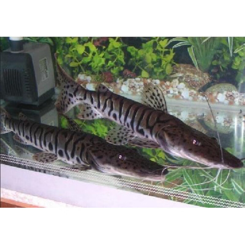 黃金貓魚為什么那么貴(比較貴的金魚)