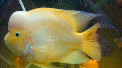 玻璃環(huán)能直接放到魚缸底部嗎(養(yǎng)魚玻璃環(huán)怎么用)