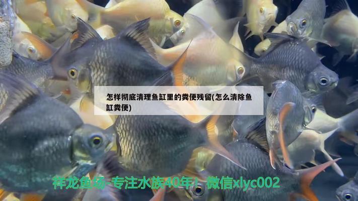 銀龍魚一次吃多少蝦(銀龍魚吃小龍蝦嗎)