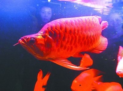紅龍魚怎么買比較好養：紅龍魚飼料選擇技巧